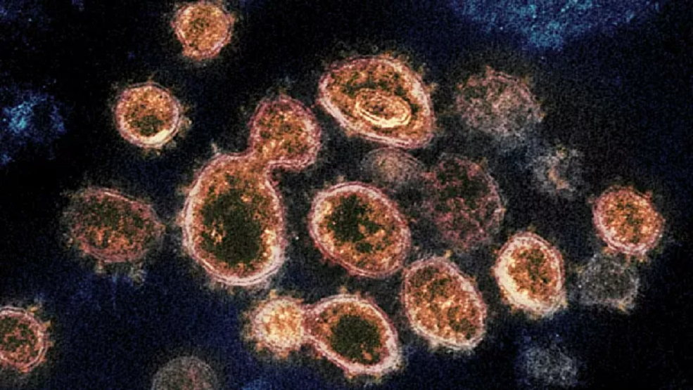 العلماء يكتشفون طريقة مفاجئة لانتقال الفيروس التاجي