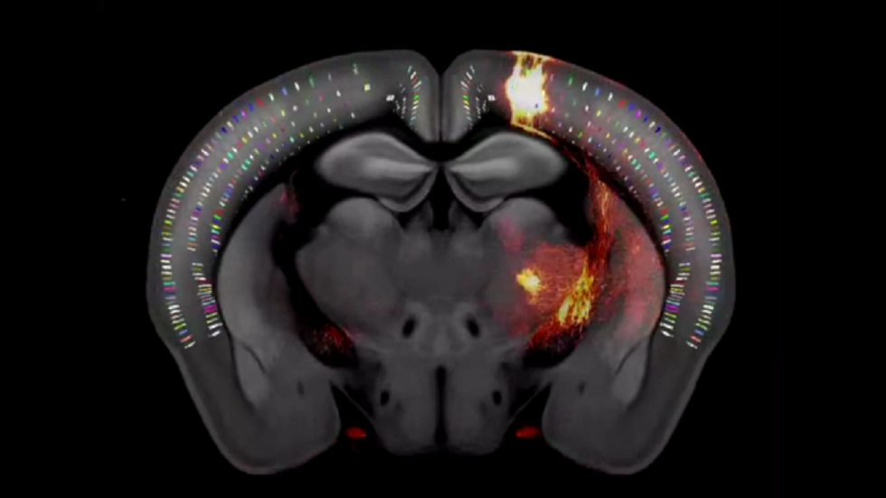 في إنجاز لا يقدّر بثمن.. فيديو ثلاثي الأبعاد لخريطة هائلة تكشف عن دماغ فأر بالكامل!