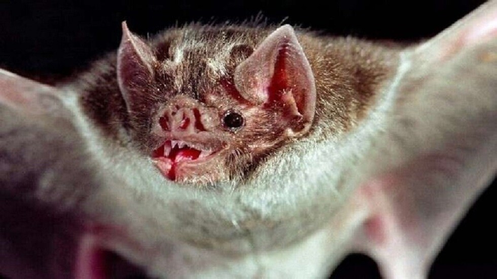 ما الذي يجعل الخفافيش مقاومة للفيروسات.. ومتهمة بنشر فيروس كورونا؟