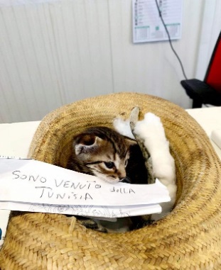 ضجة بعد نجاح قطة تونسية بالهجرة إلى إيطاليا.. والسلطات تضعها في الحجر! (صور)