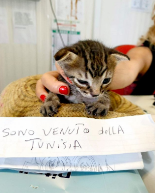 ضجة بعد نجاح قطة تونسية بالهجرة إلى إيطاليا.. والسلطات تضعها في الحجر! (صور)