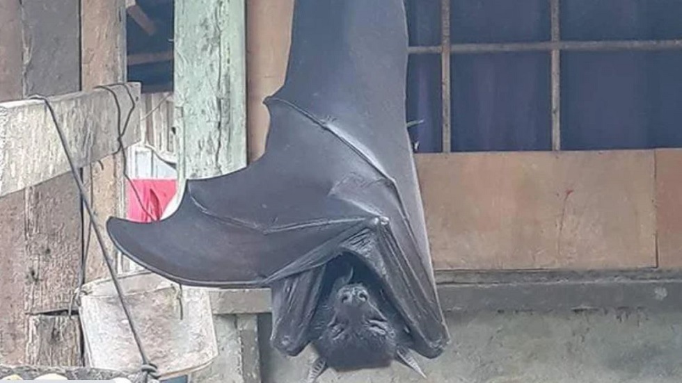 صورة غريبة لخفاش 