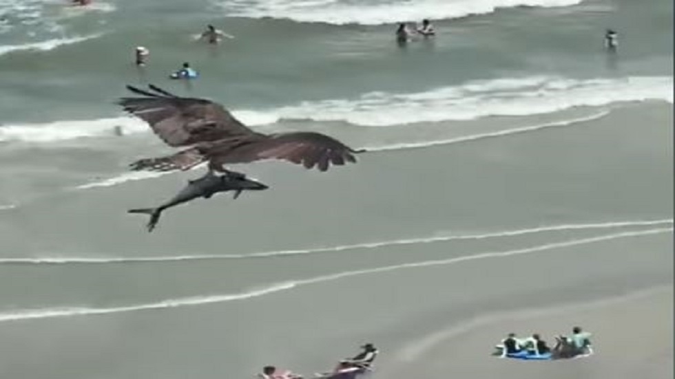 فيديو لا يصدق يجتاح الإنترنت لطير ضخم يحلق حاملا سمكة تشبه القرش