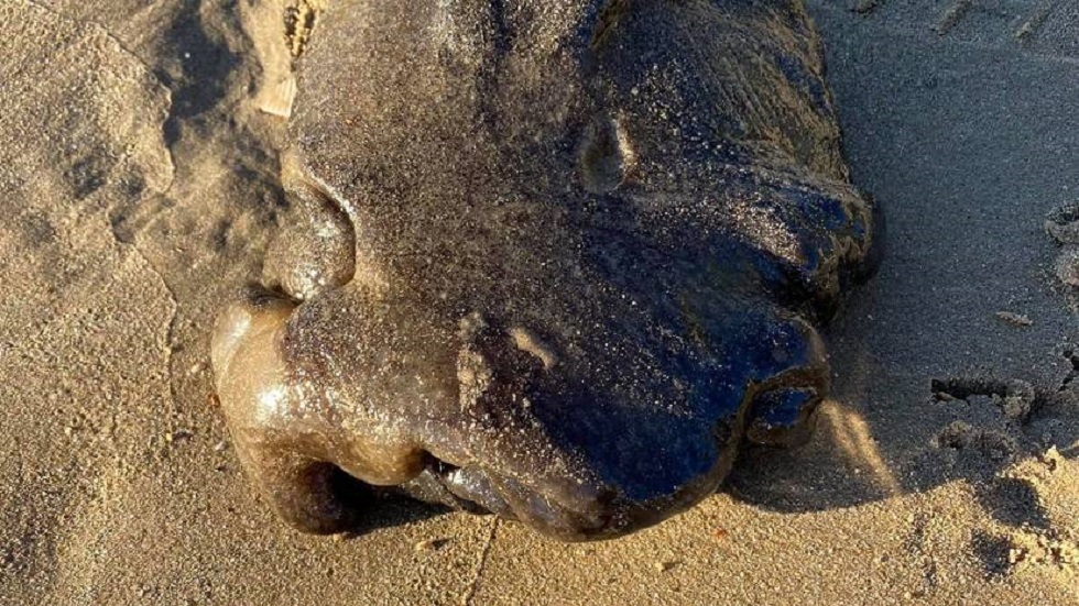 مخلوق غامض يحير السكان المحليين والخبراء بهويته ألقت به الأمواج على شاطئ أسترالي